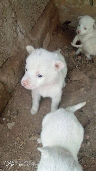 puppies for sale 0