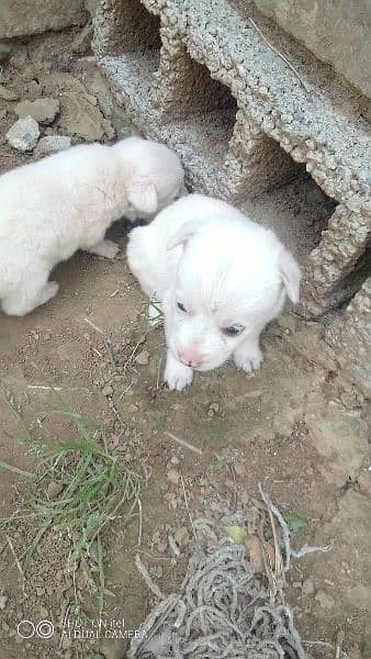 puppies for sale 1