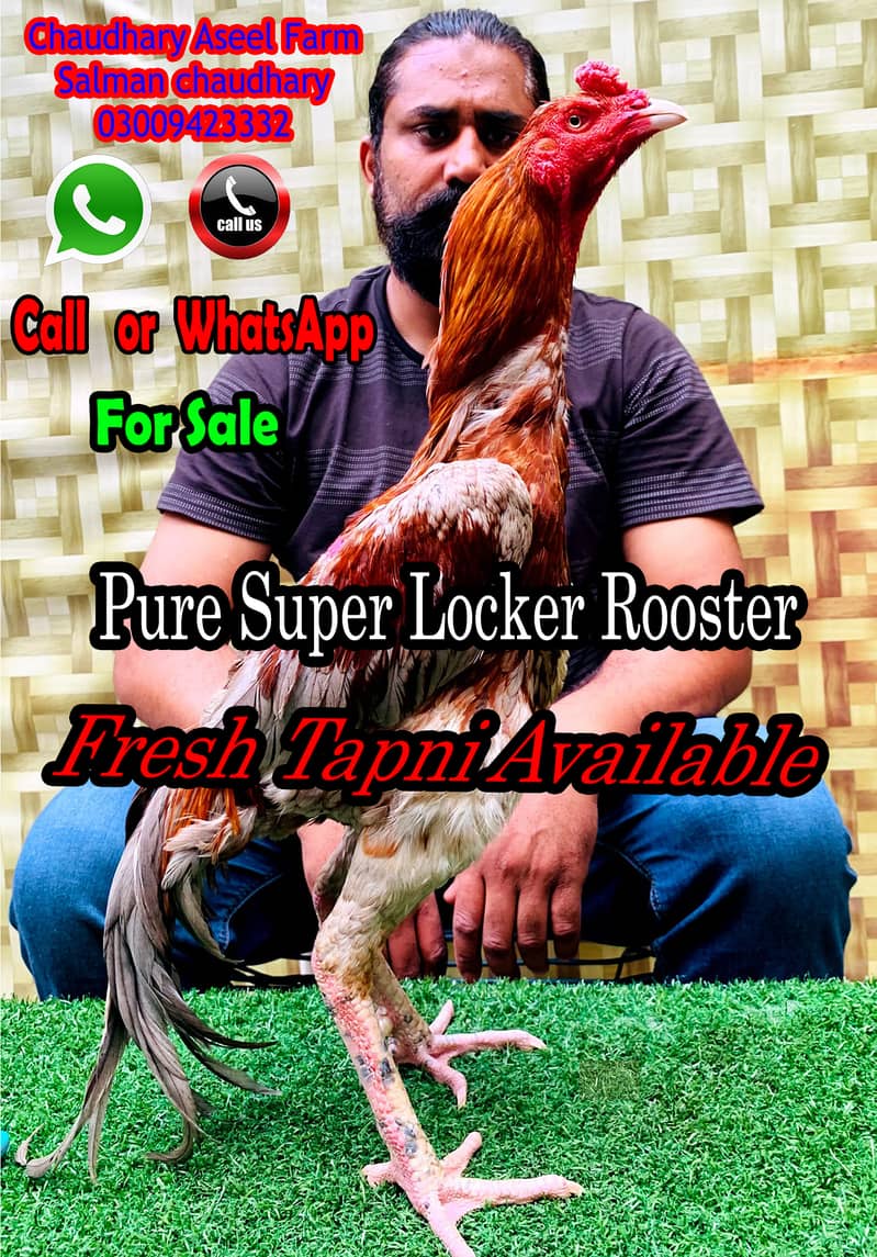 Super Locker Aseel Rooster 3