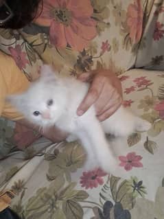 punch face Persian kitten 1 month old