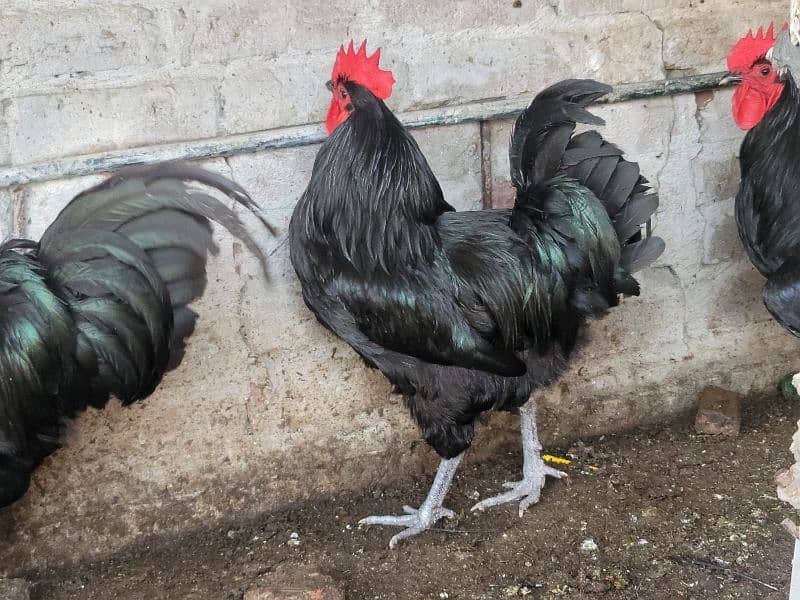 Originally australorp rooster for sale 3
