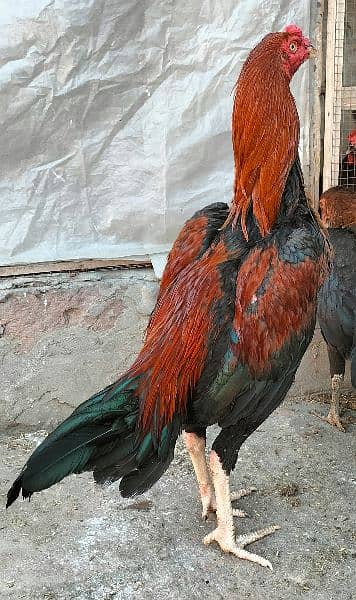 Originally australorp rooster for sale 4