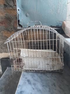 Parrots Cages for sale