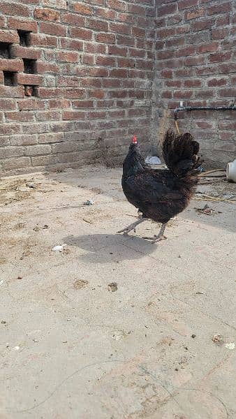 Originally australorp rooster for sale 5