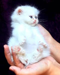 Semi punched white female persian kitten cat 2 month