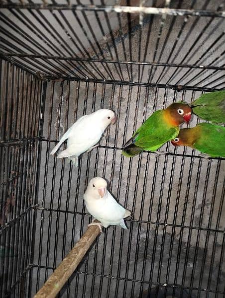 Love Bird Breeder Pair Green Fisher, Albino, Lutino 3
