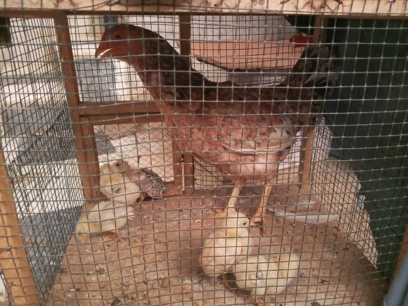 hen with chicks 7