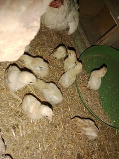 white Heera Aseel chicks available for sale