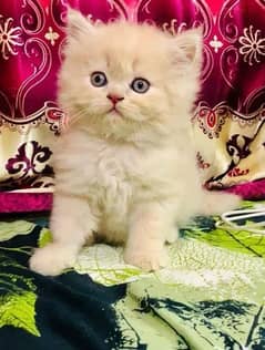 Kitten persian High Quality aval