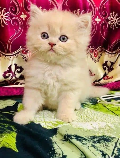 Kitten persian High Quality aval 0