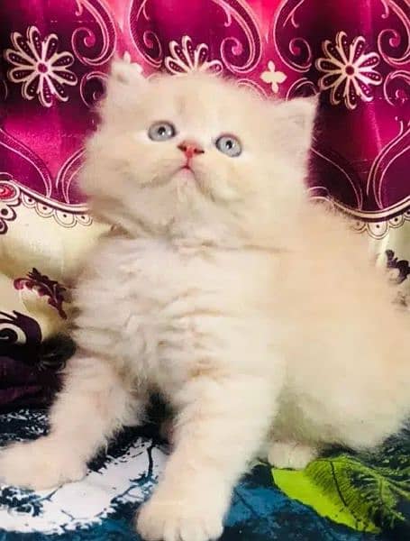 Kitten persian High Quality aval 1