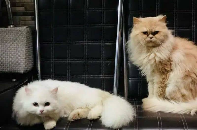 Kitten persian High Quality aval 2