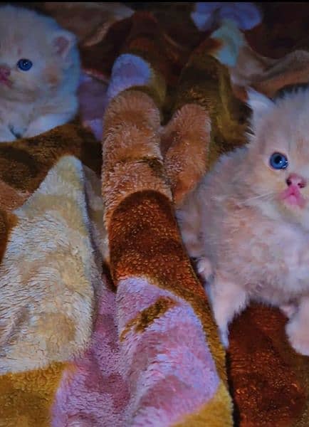 Kitten persian High Quality aval 3
