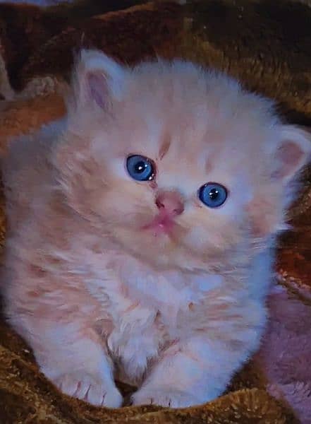 Kitten persian High Quality aval 4