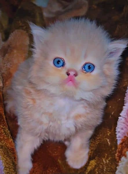 Kitten persian High Quality aval 5