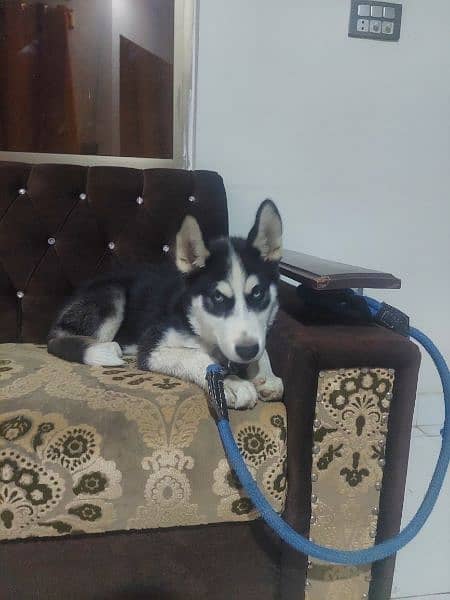 husky with blue eyes and 4 months old 1