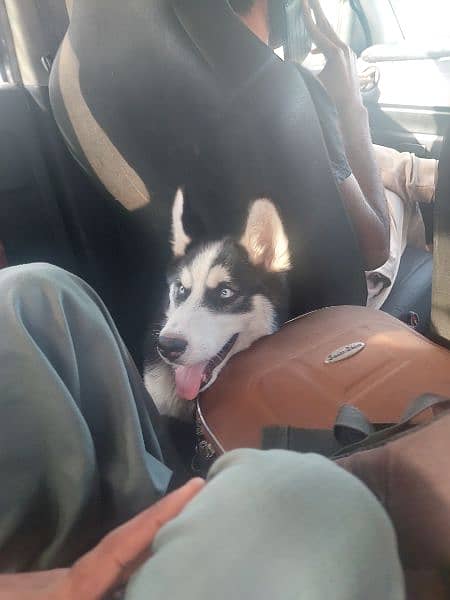 husky with blue eyes and 4 months old 2