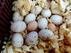 Lohman Brown Hens ( Misri ) and Ducks Fertile Eggs