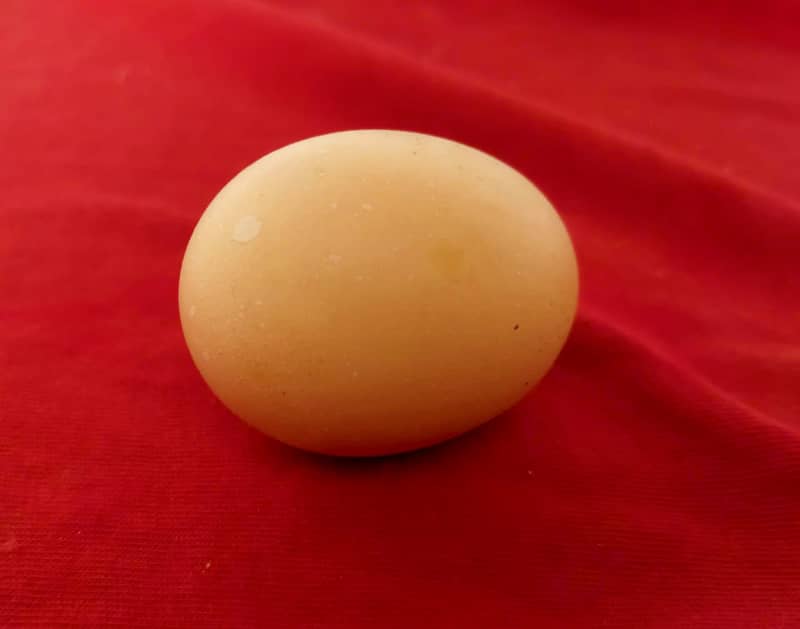 Lohman Brown Hens ( Misri ) and Ducks Fertile Eggs 2