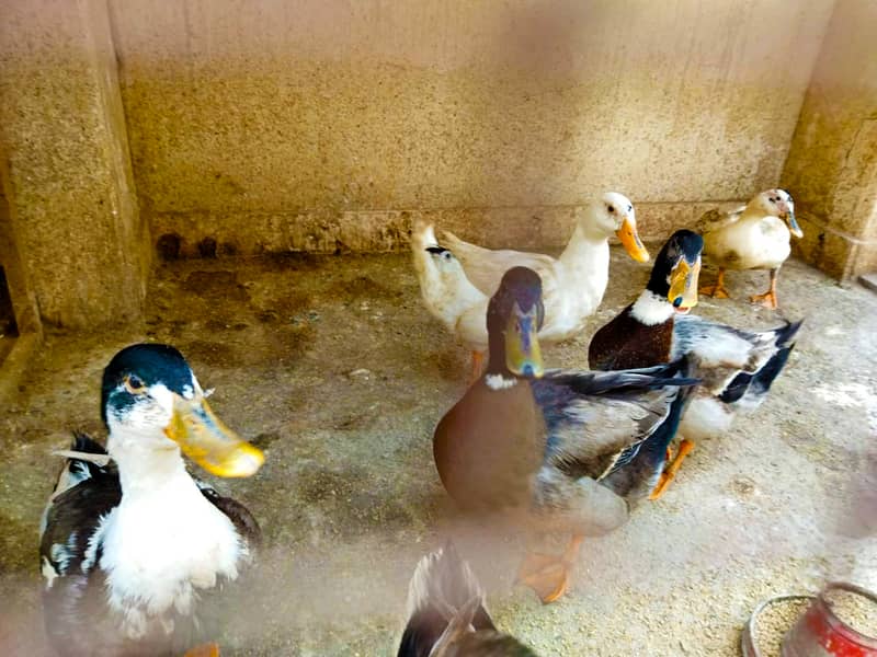 Lohman Brown Hens ( Misri ) and Ducks Fertile Eggs 4