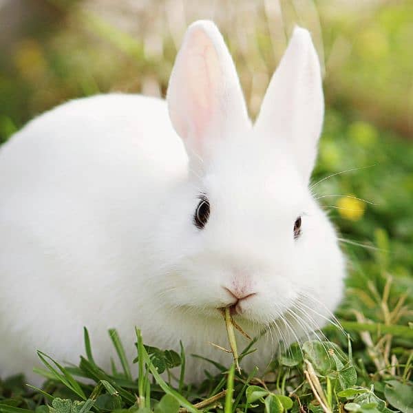 baby rabbits very cute and active 0