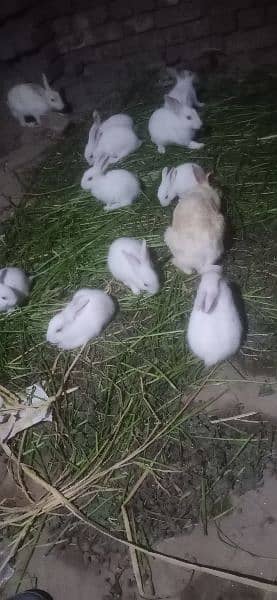 baby rabbits very cute and active 1