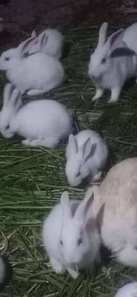 baby rabbits very cute and active 2