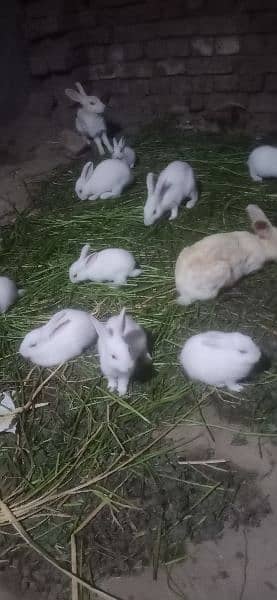 baby rabbits very cute and active 3