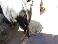 cow for sale pragnet 8month 15day