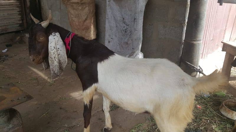 Male Goats 03032100527 2