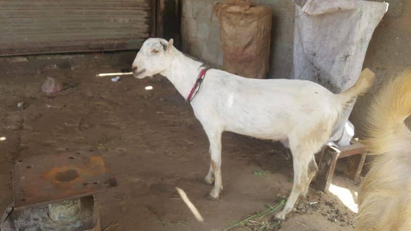 Male Goats 03032100527 5