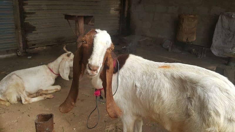 Male Goats 03032100527 6