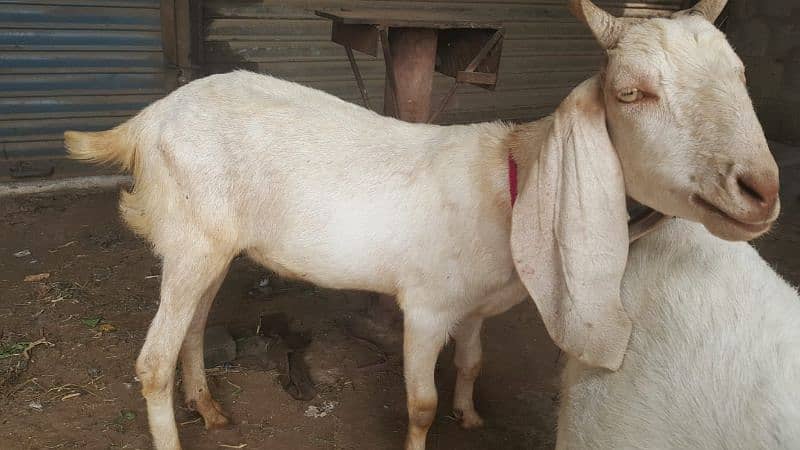 Male Goats 03032100527 7