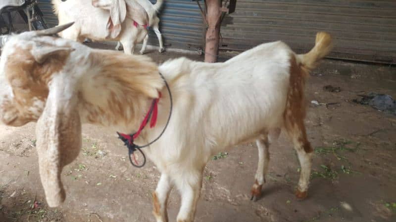 Male Goats 03032100527 8