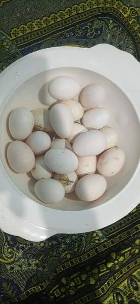 austrolop chicks & eggs 1