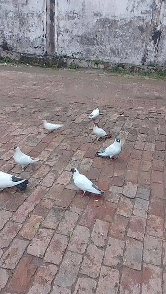 pigeons 0
