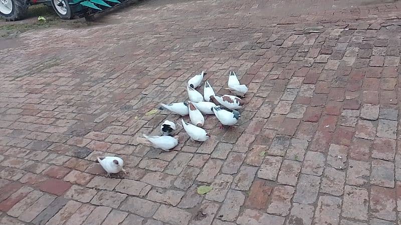 pigeons 4