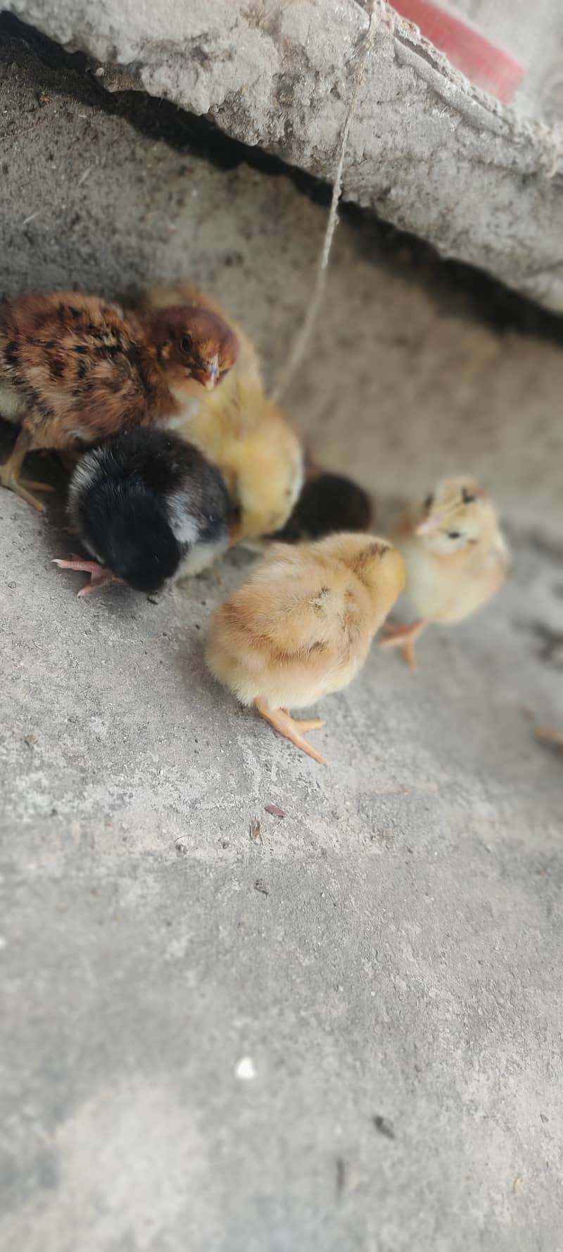 Aseel chicks 1