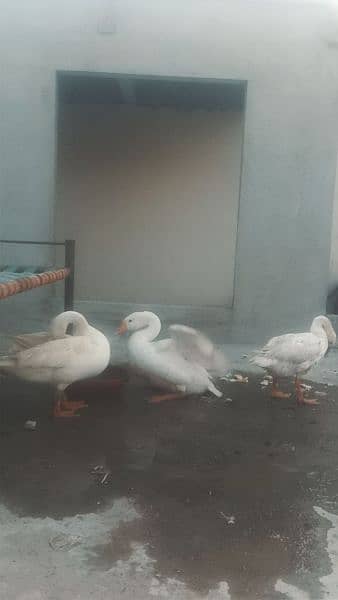 White Geese Ready to breed trio available for sell 3