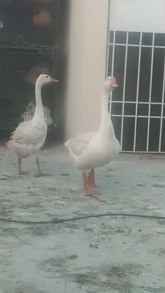 White Geese Ready to breed trio available for sell 4