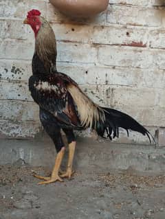 Aseel breeder male for sale/-