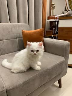 Male White Persian Kitten 3 Months Old