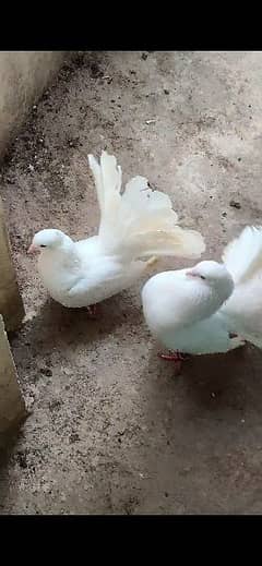 White fantial breeder pair