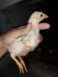 Aseel chicks mian wali home breed