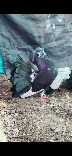 Fantial pigeon breeder pair