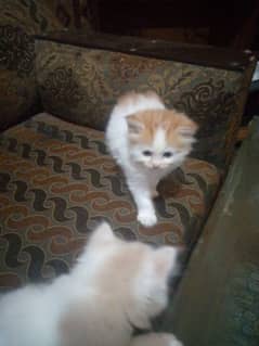 Persian cat for sale 1.5 month age