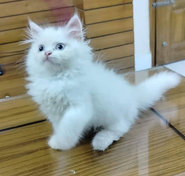 Persian kitten looking for new shelter. 1
