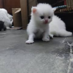 2 kittens white
