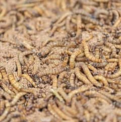 Mealworm Available For Discounted Sale Just Rs. 5 0