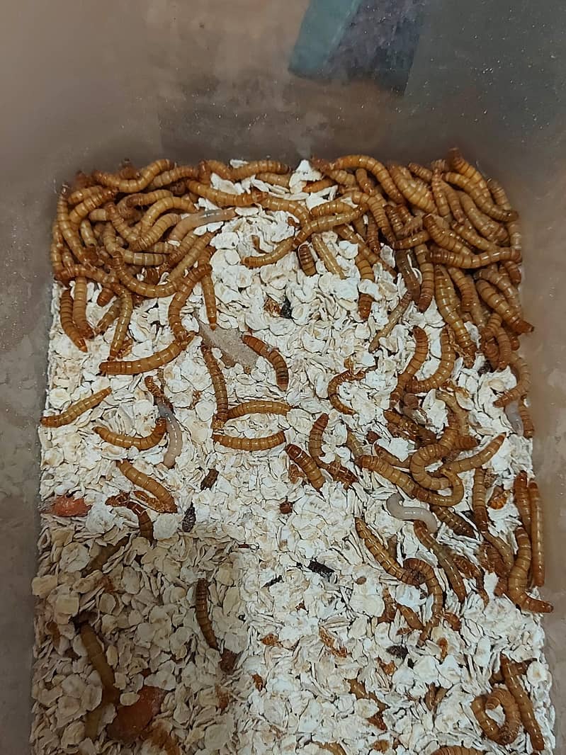 Mealworm Available For Discounted Sale Just Rs. 5 7
